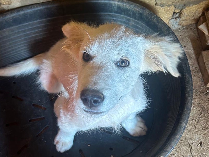 Adotta un cane, maschio, 5 mesi, Trapani
