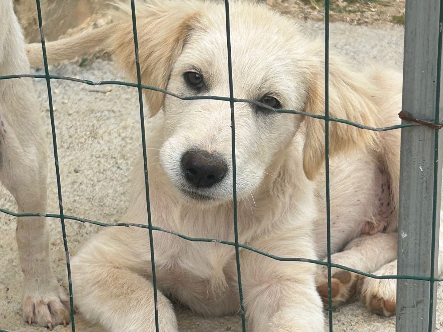 Adotta un cane, taglia grande, maschio, Trapani