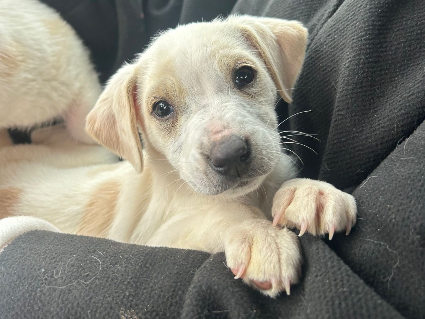 Adozione cane, femmina, Razza sconosciuta Razza sconosciuta, 3 mesi, taglia piccola, Treviso