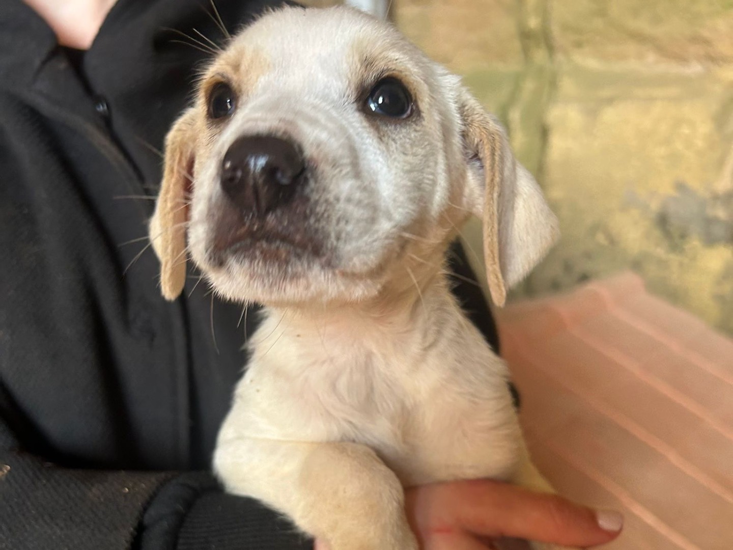 Adotta un cane, femmina, 3 mesi, Treviso