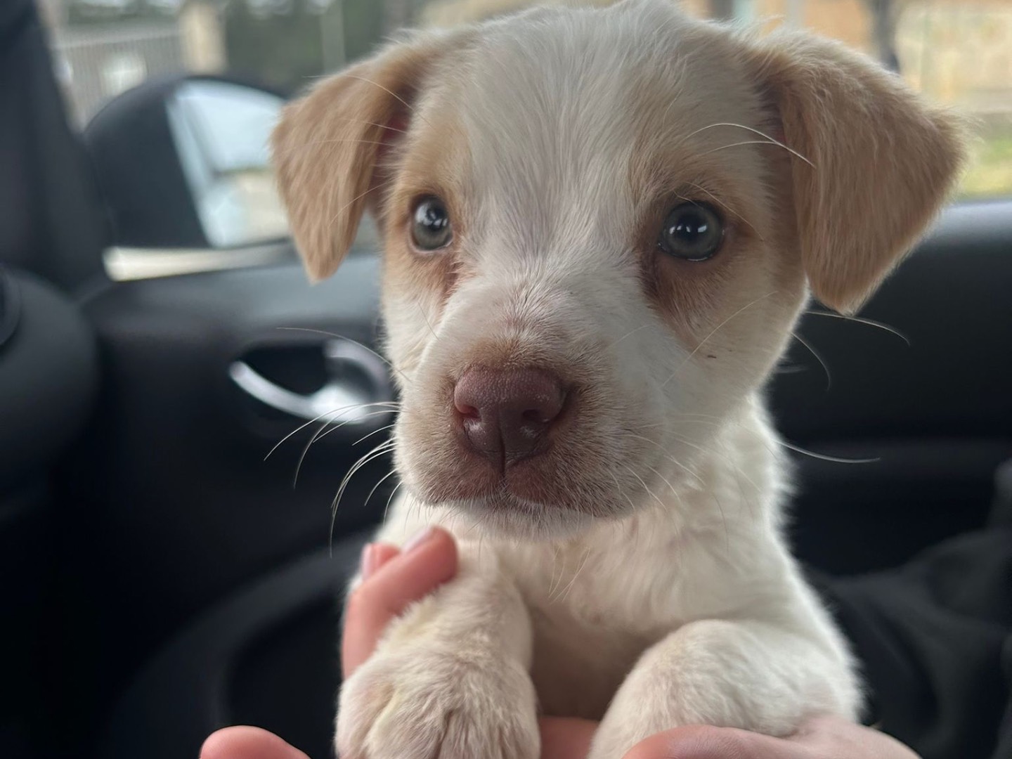 Adozione cane, femmina, Razza sconosciuta Razza sconosciuta, 3 mesi, taglia piccola, Treviso
