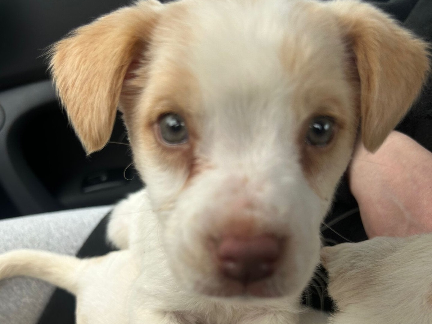 Adotta un cane, femmina, 3 mesi, Treviso