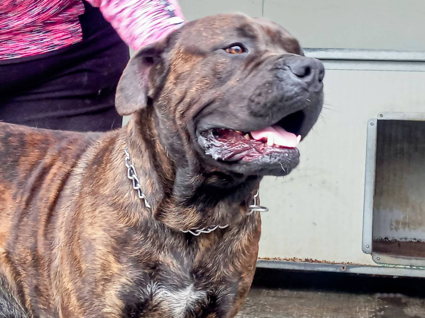 Adozione cane, maschio, Corso Razza sconosciuta, 1 anno e 1 mese, taglia gigante, Viterbo
