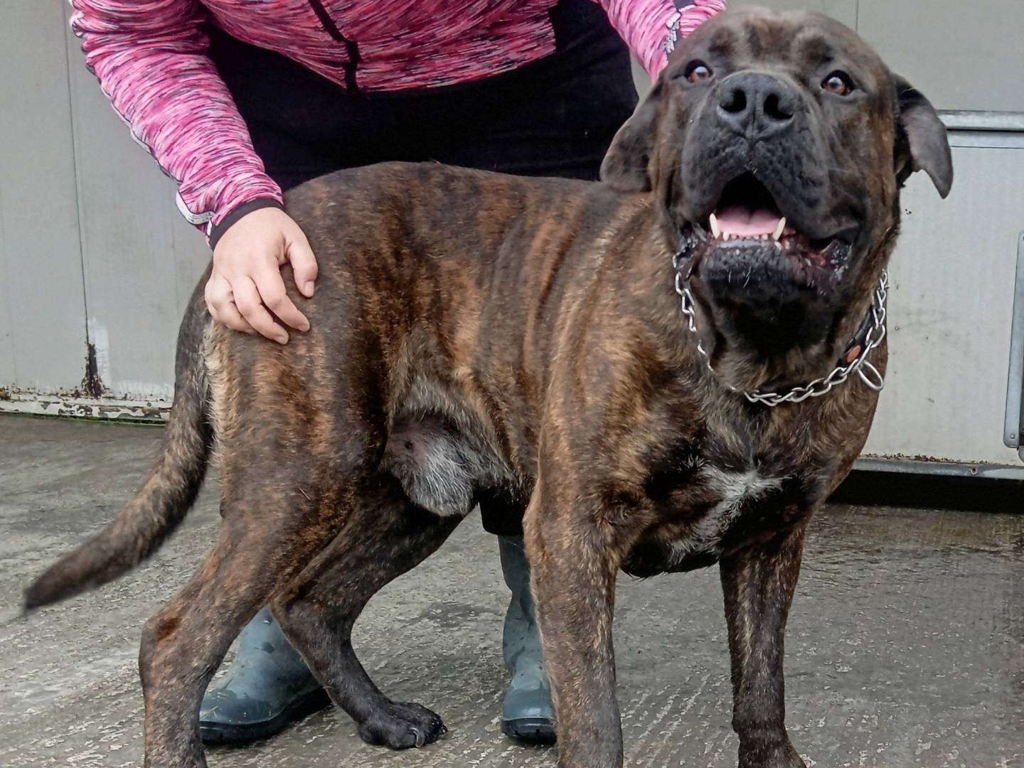 Adotta un cane, maschio, 1 anno e 1 mese, Viterbo