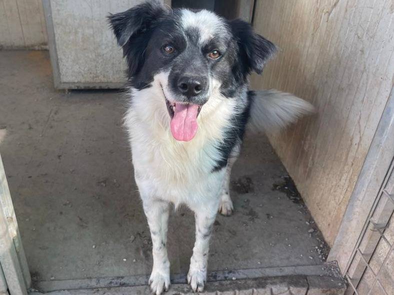 Adozione cane, maschio, Border Collie Razza sconosciuta, 4 anni e 9 mesi, taglia media, Salerno