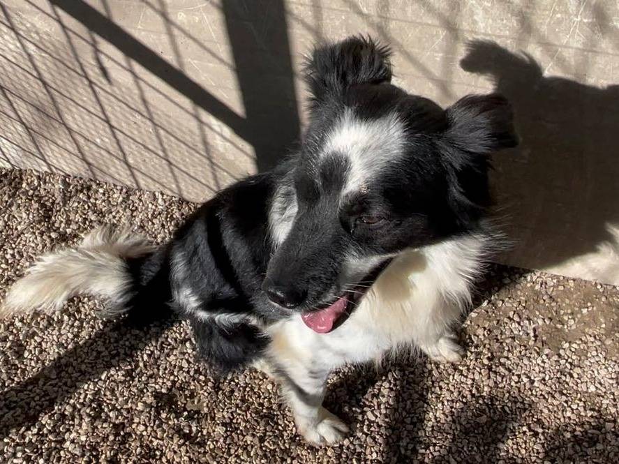 Adotta un cane, maschio, 4 anni e 9 mesi, Salerno