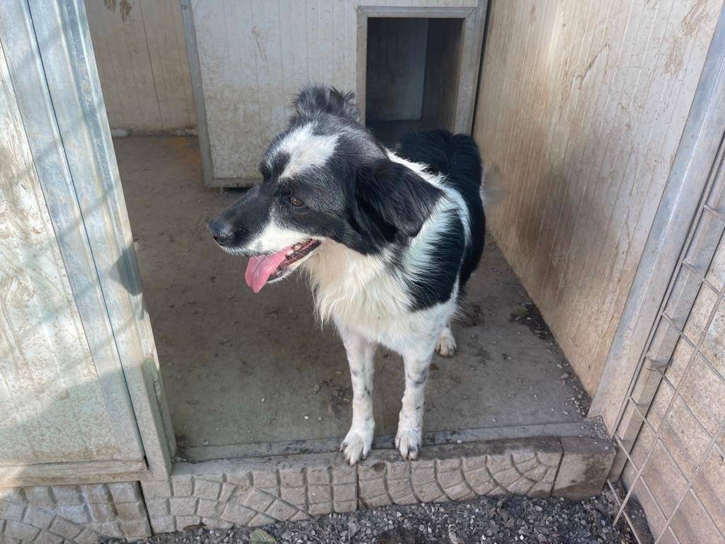 Adotta un cane, taglia media, maschio, Salerno