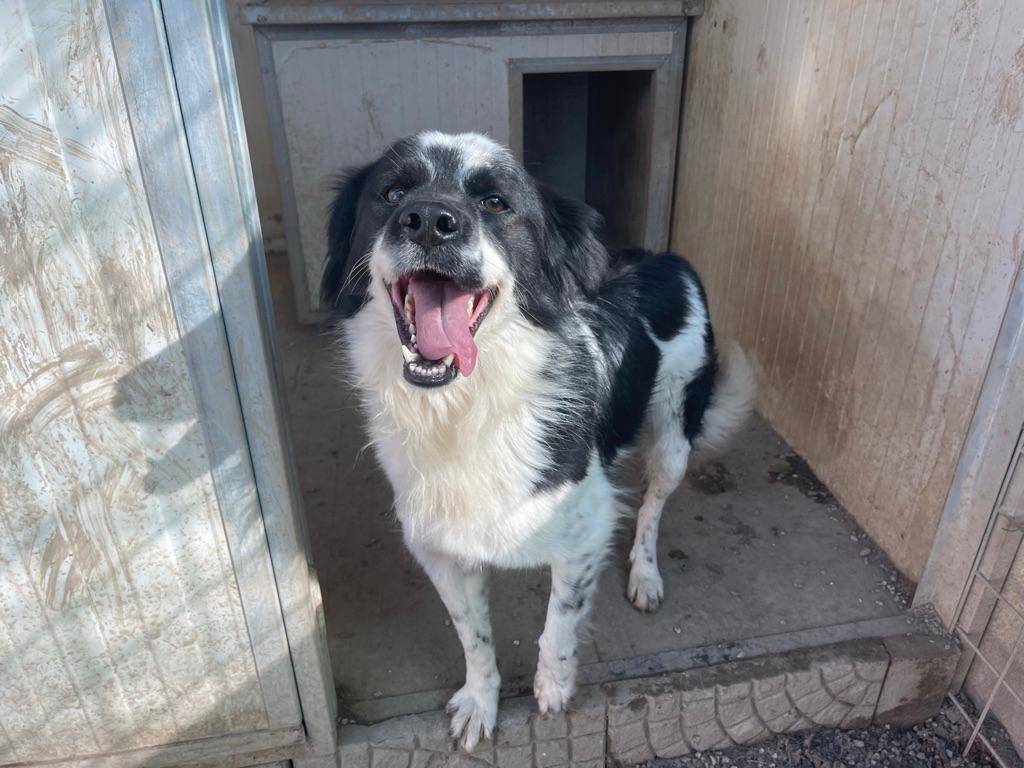 Vuoi adottare un cane a Salerno?