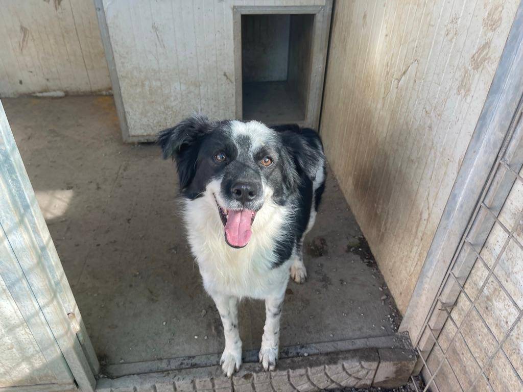 Adotta il cane SAM a Salerno