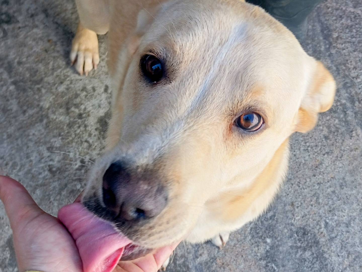 Adotta un cane, maschio, 1 anno e 1 mese, Viterbo