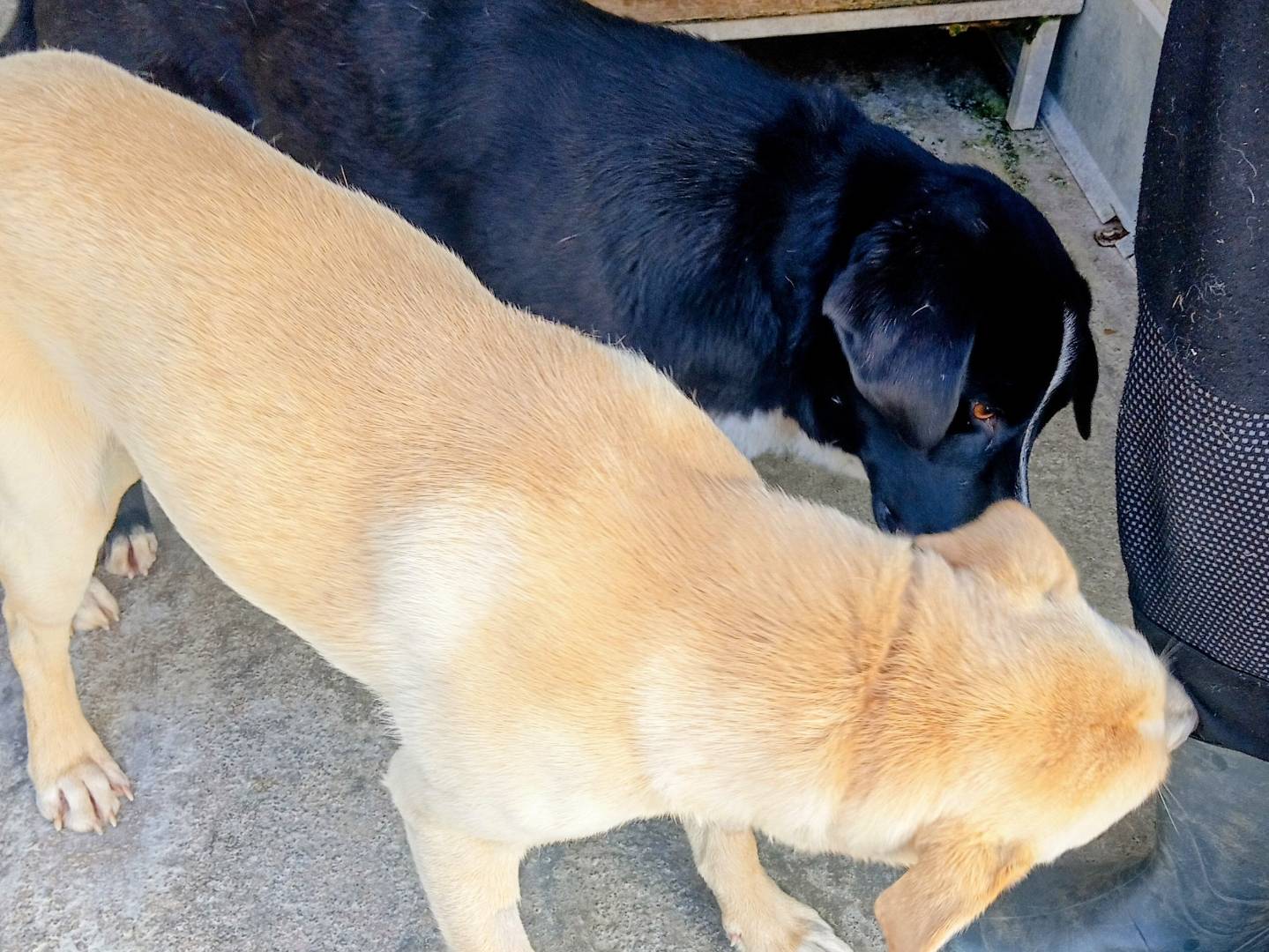 Adotta un cane, taglia media, maschio, Viterbo