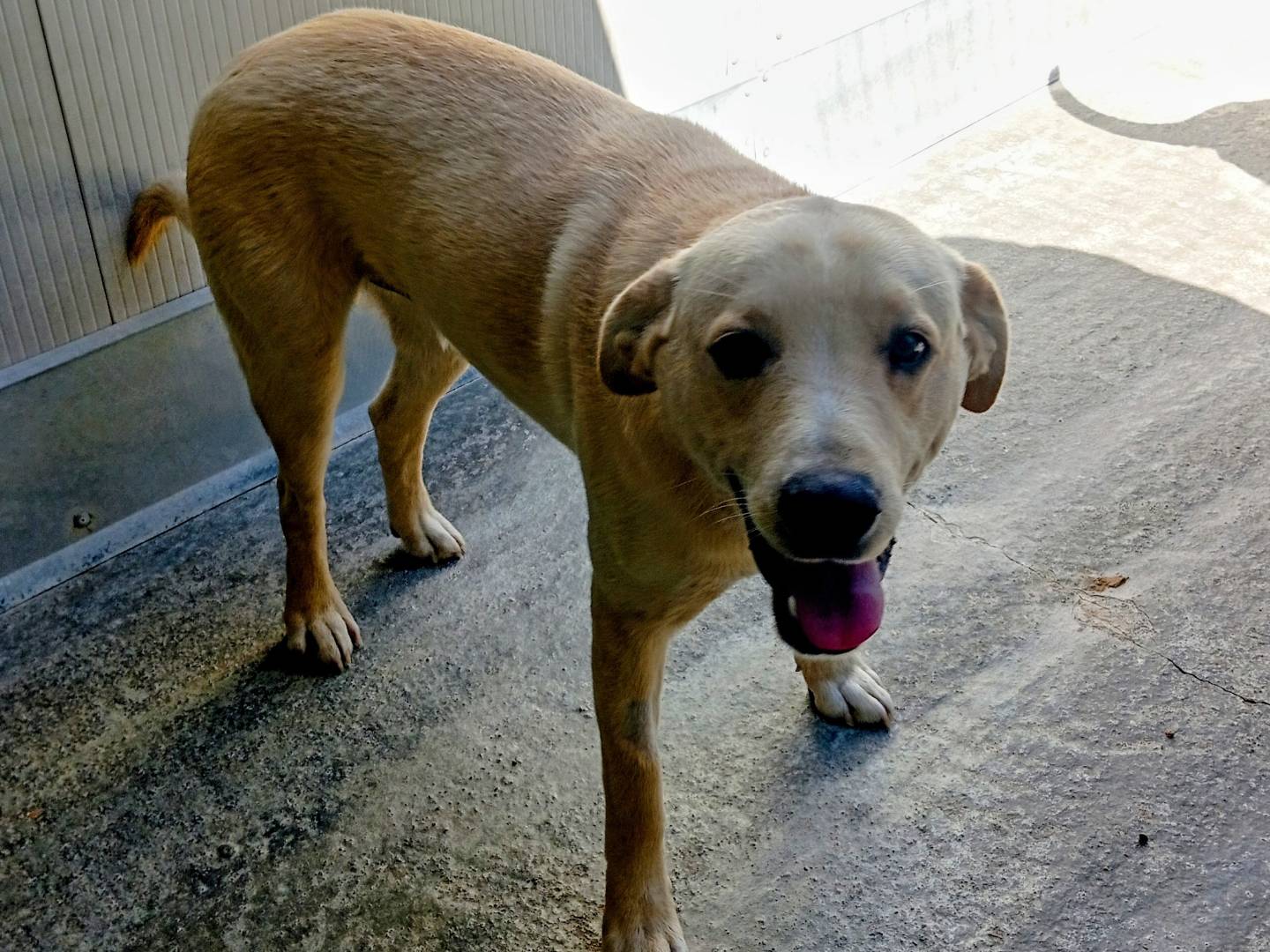 Vuoi adottare un cane a Viterbo?