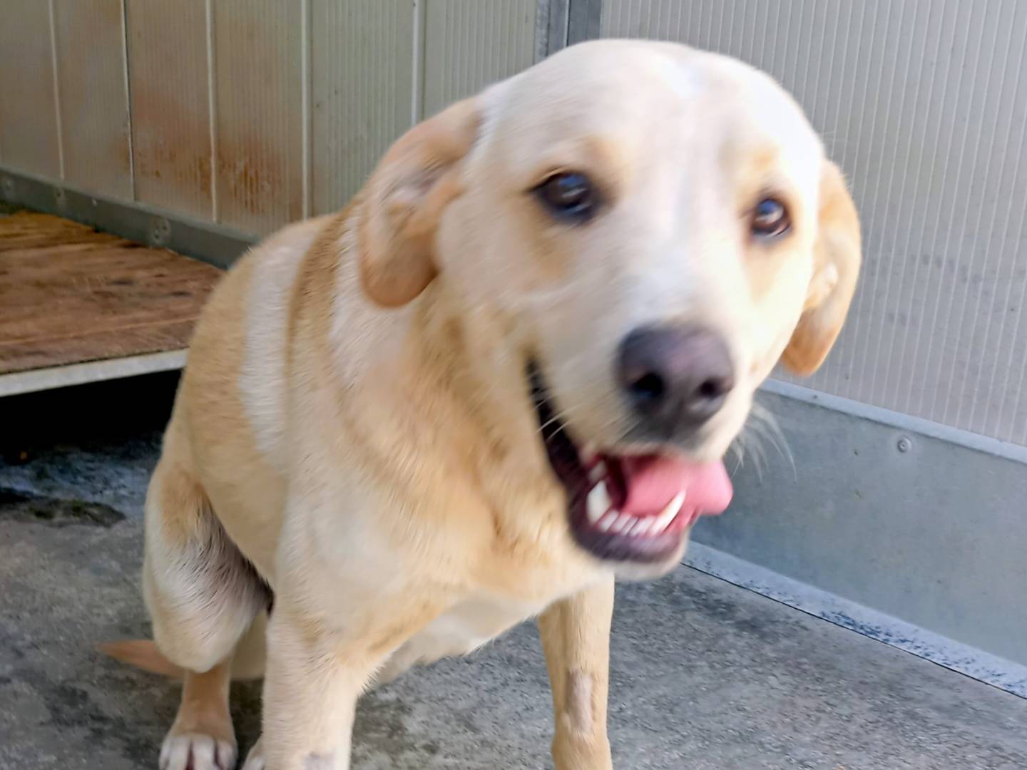 Adotta il cane Biscotto a Viterbo