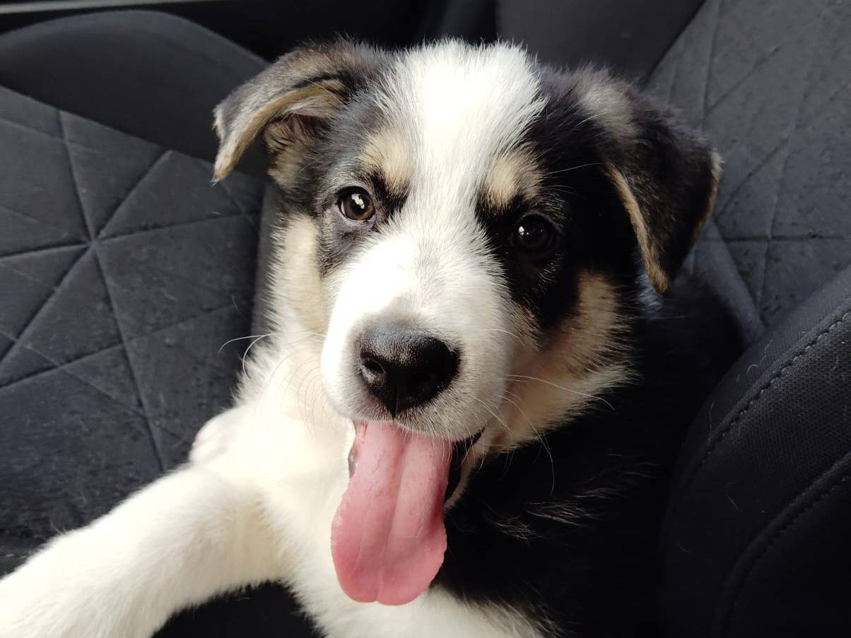 Adozione cane, maschio, Razza sconosciuta Razza sconosciuta, 1 anno e 2 mesi, taglia grande, Bari