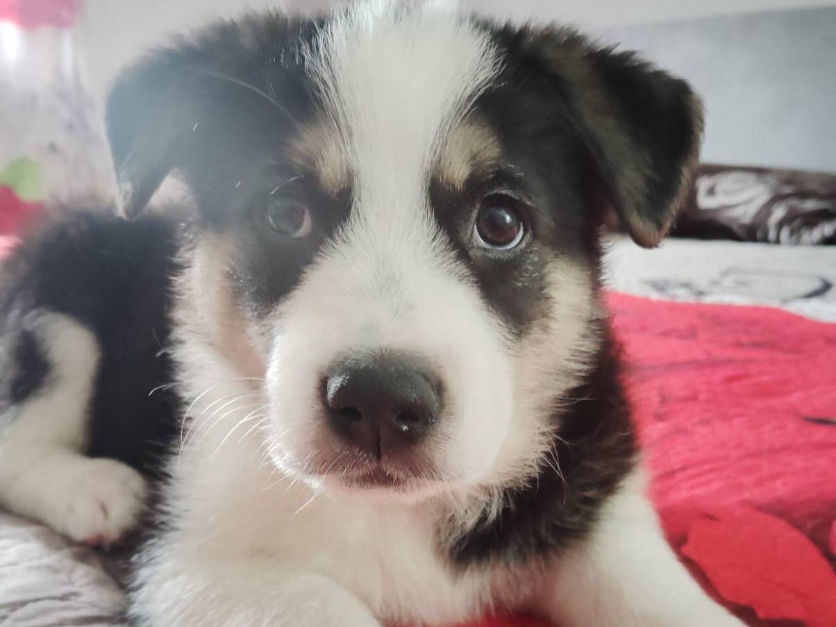 Adotta un cane, maschio, 1 anno e 2 mesi, Bari