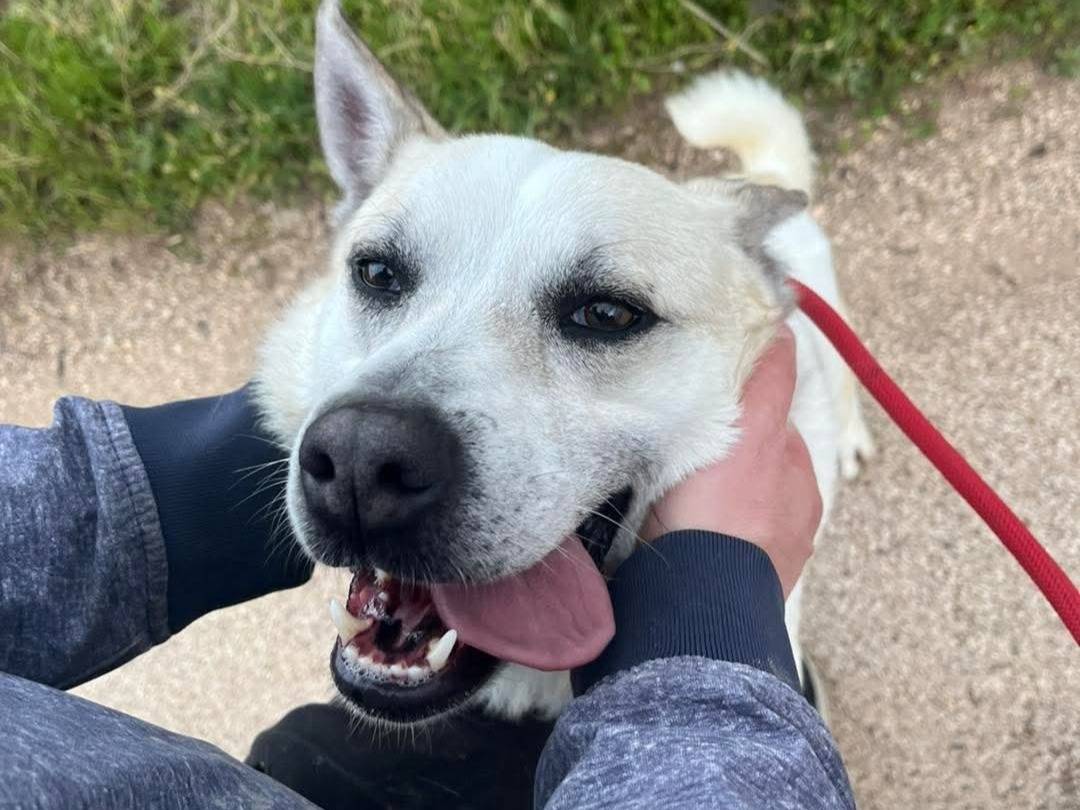 Vuoi adottare un cane a Bari?