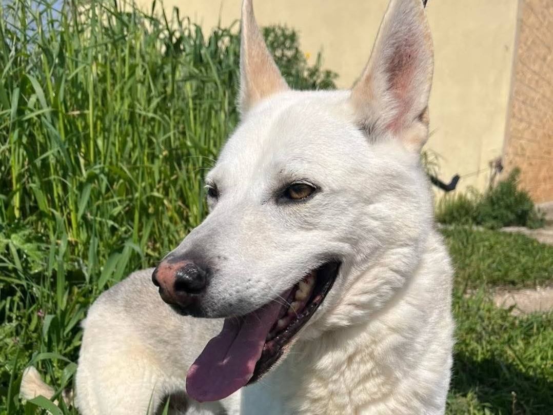 Vuoi adottare un cane a Bari?