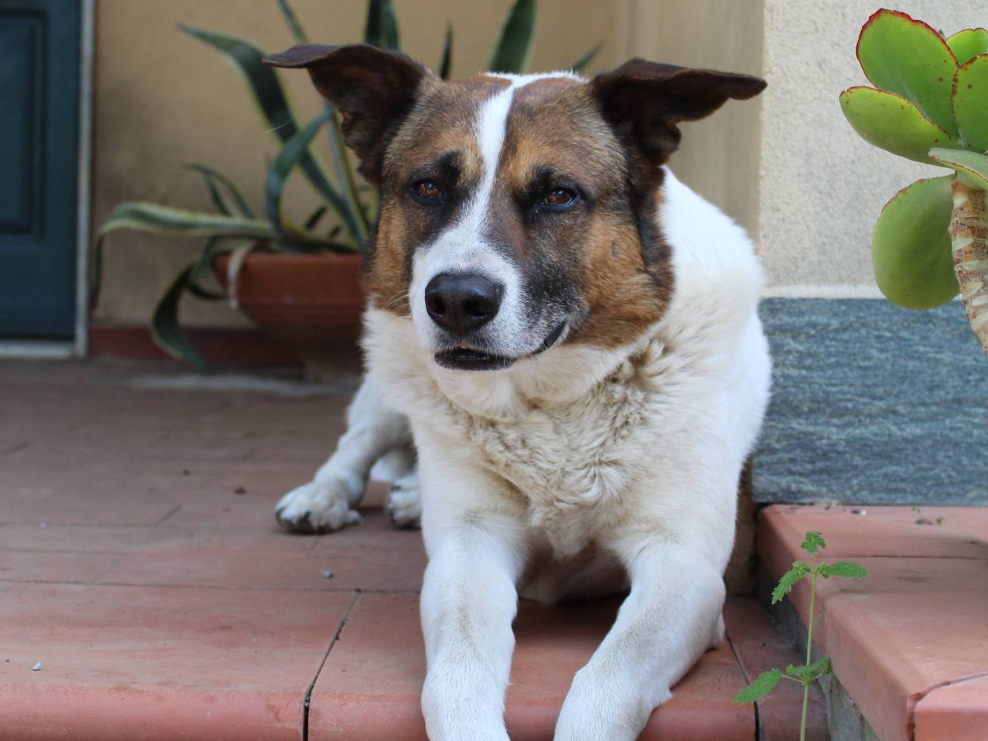 Adozione cane, maschio, Razza sconosciuta Razza sconosciuta, 4 anni e 10 mesi, taglia grande, Catania