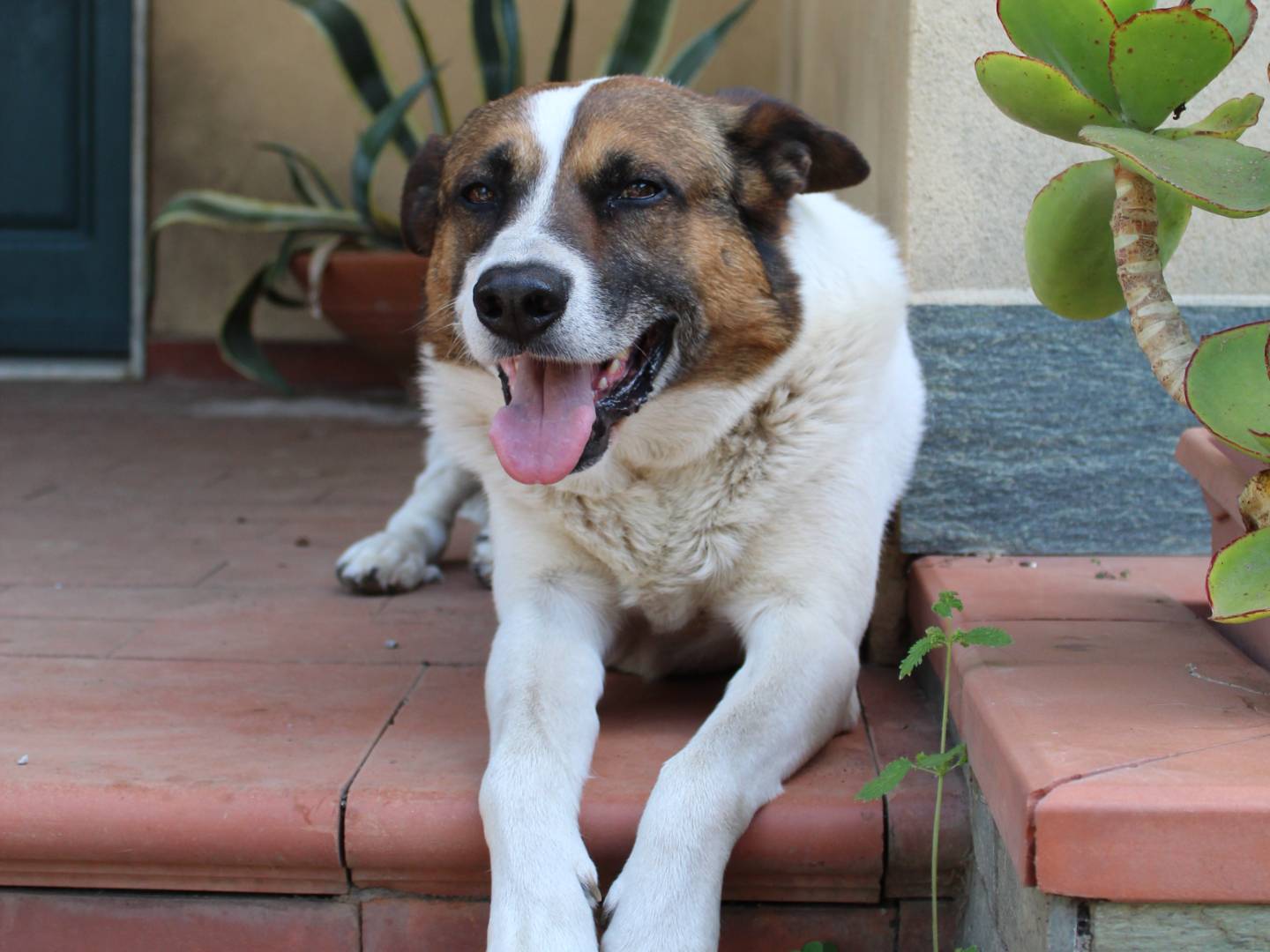 Adotta un cane, maschio, 4 anni e 10 mesi, Catania