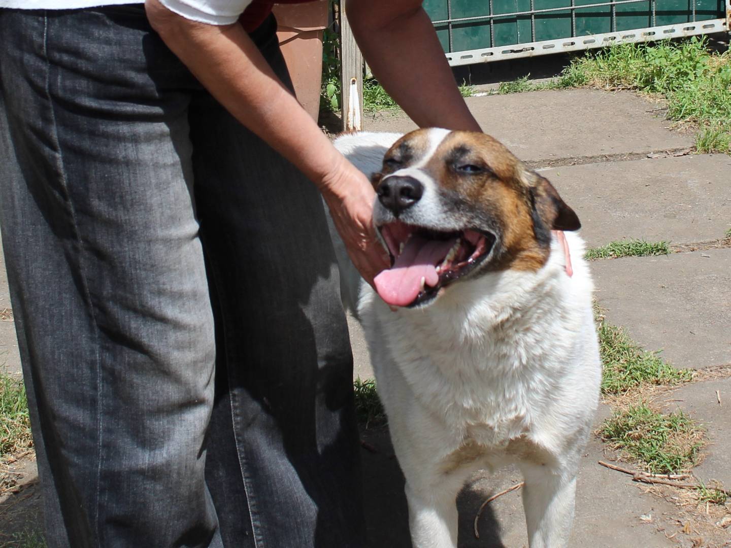 Adotta un cane, taglia grande, maschio, Catania