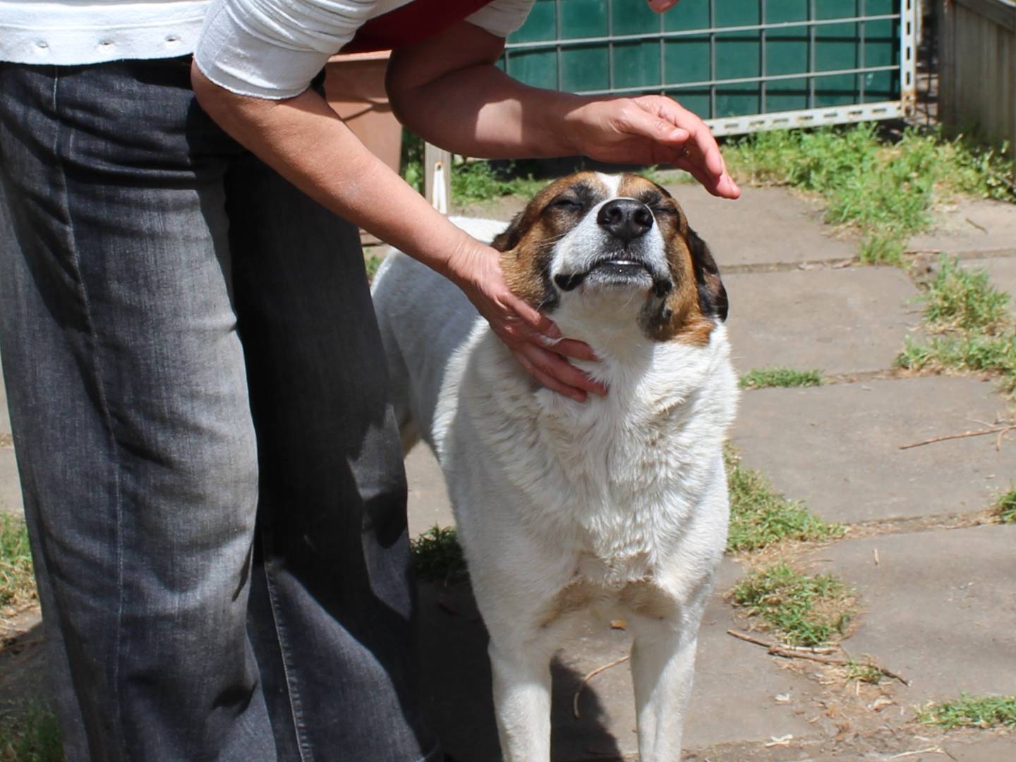 Vuoi adottare un cane a Catania?