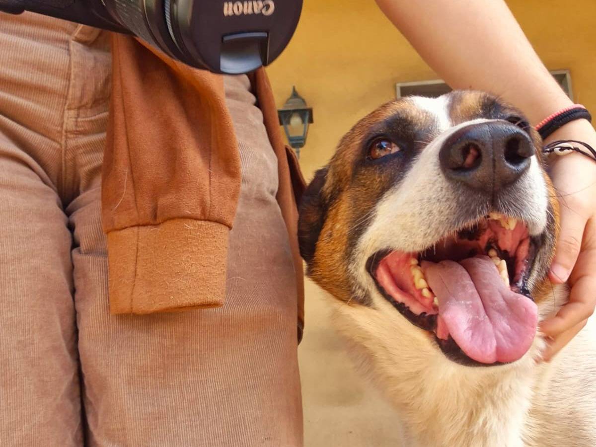 Adotta il cane Aron a Catania