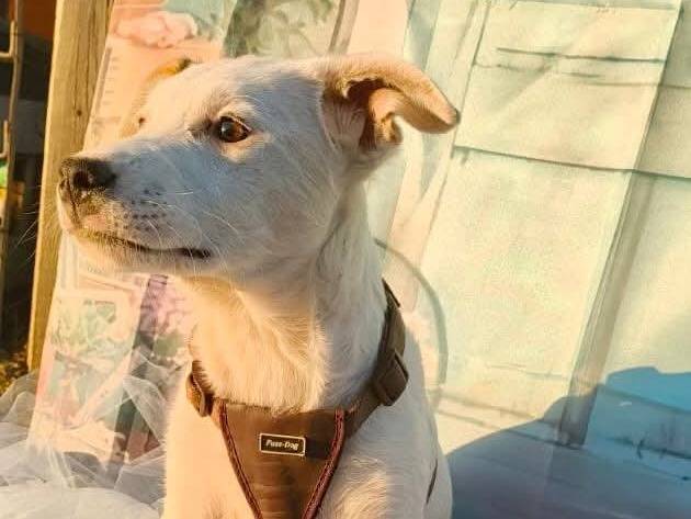 Adozione cane, maschio, Razza sconosciuta Razza sconosciuta, 4 mesi, taglia piccola, Bari
