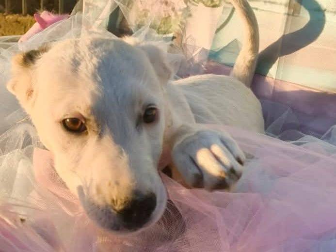 Adotta un cane, maschio, 4 mesi, Bari