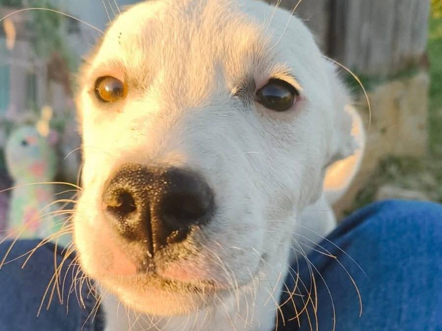 Adotta un cane, taglia piccola, maschio, Bari