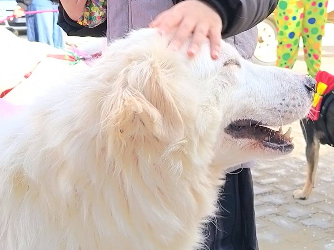 Foto 2 dell'animale
