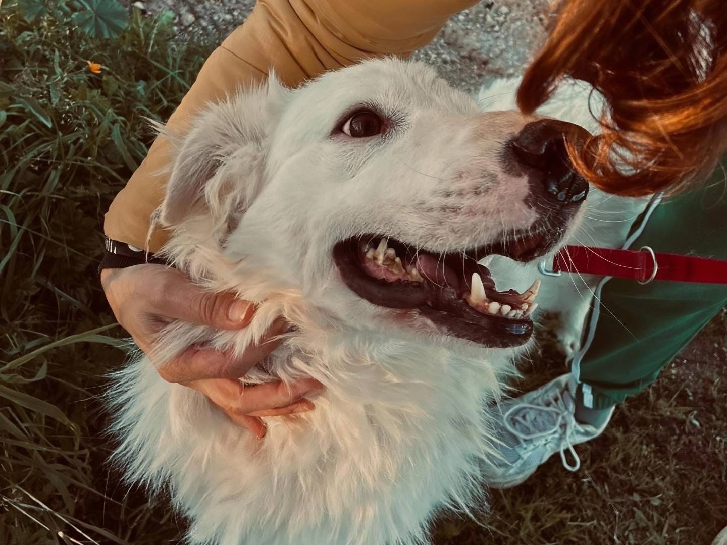 Vuoi adottare un cane a Bari?