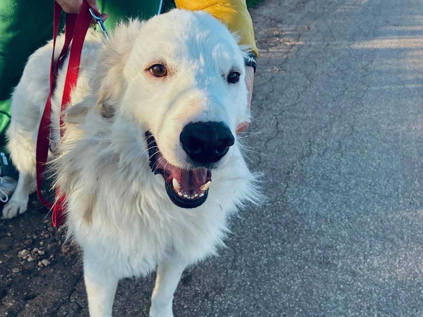 Adotta il cane Zooma  a Bari