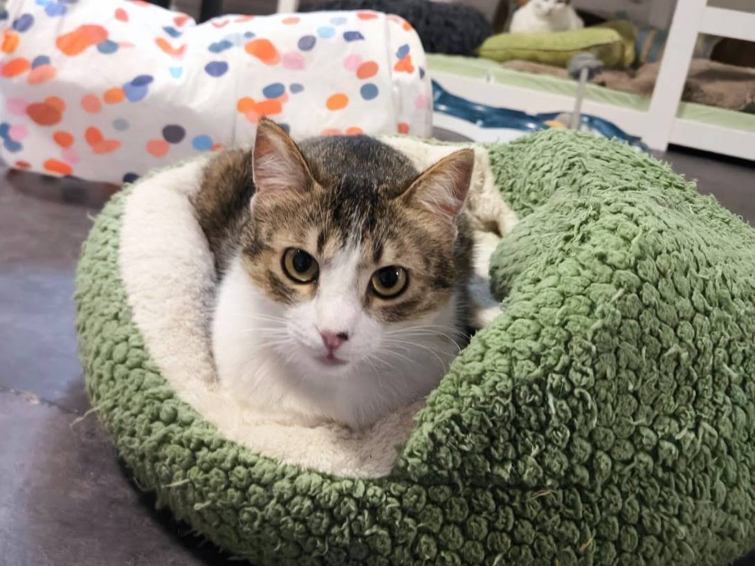 Vuoi adottare un gatto a Bari?