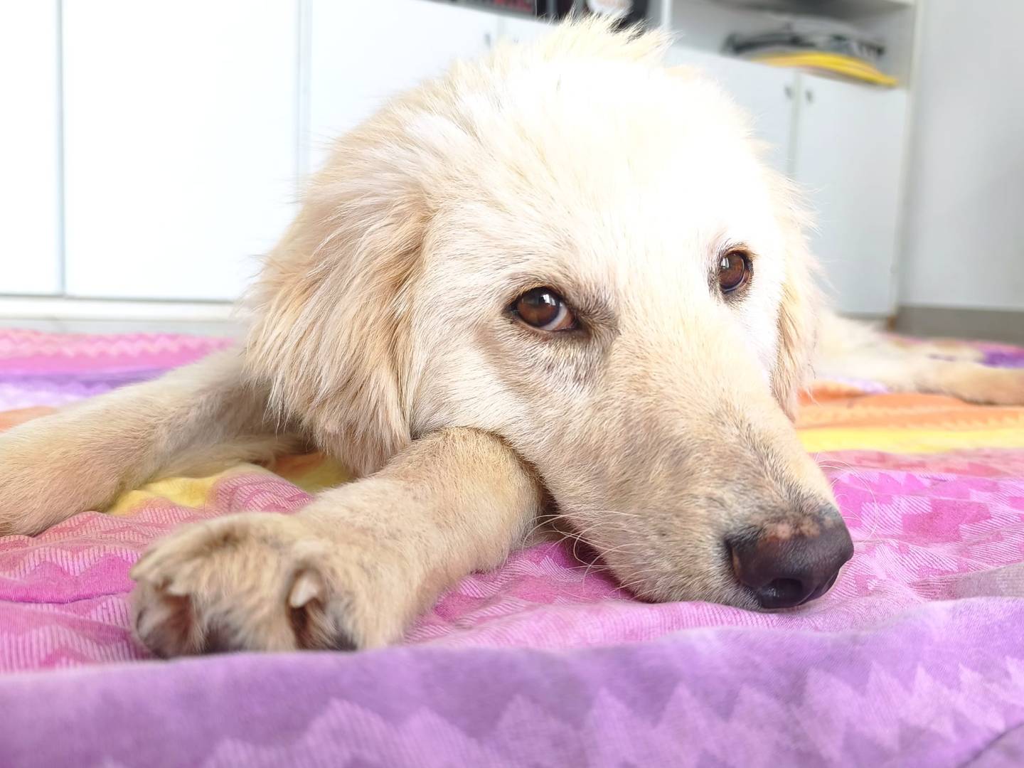 Adotta un cane, maschio, 6 mesi, Cagliari