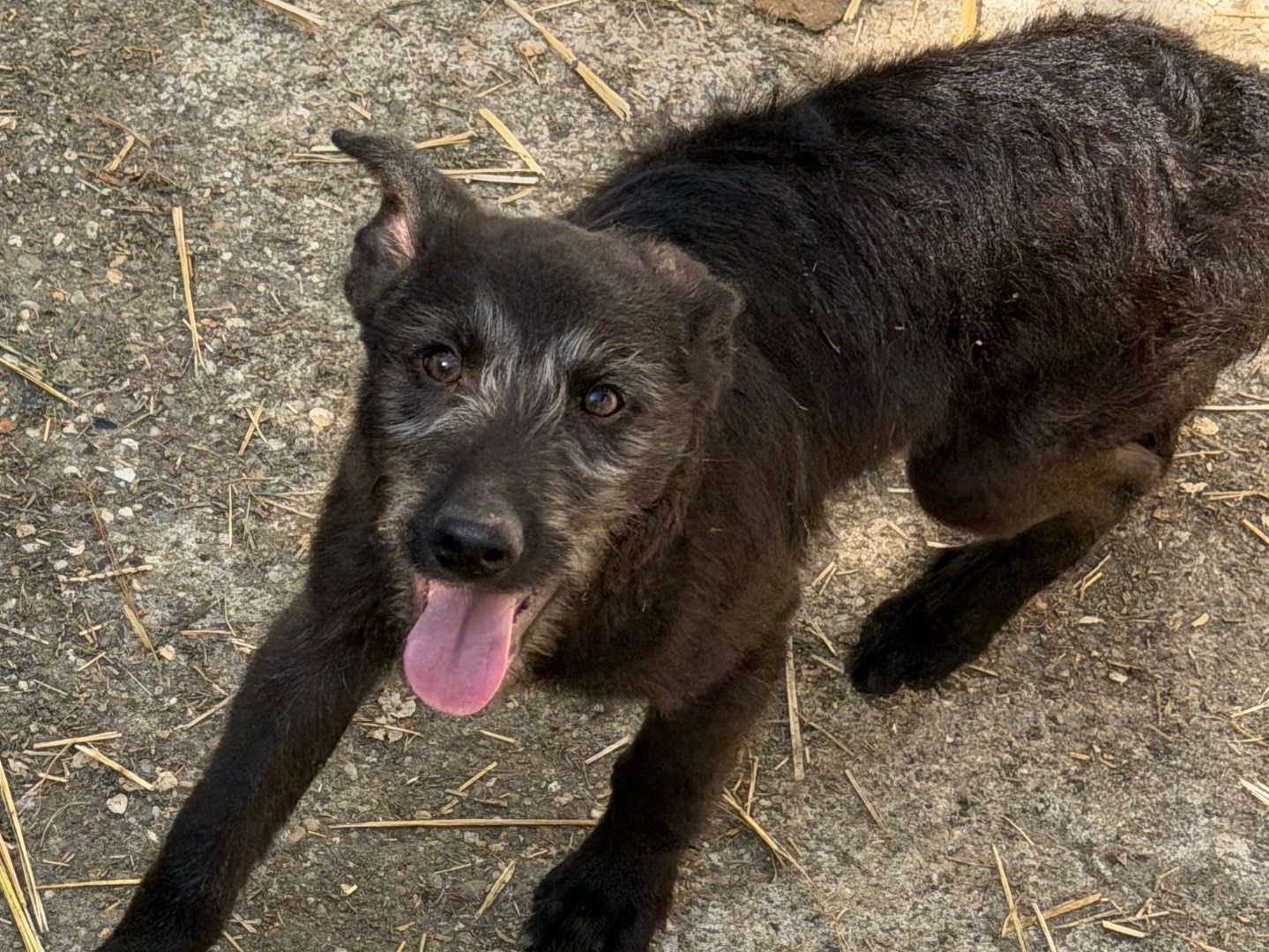 Adozione cane, maschio, Pastore di Oropa Razza sconosciuta, 4 mesi, taglia media, Pavia