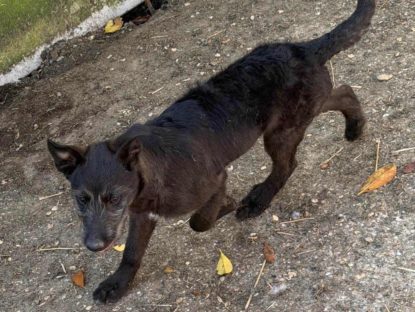 Adotta un cane, maschio, 4 mesi, Pavia