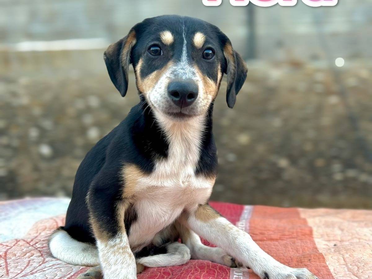 Adozione cane, femmina, Razza sconosciuta Razza sconosciuta, 3 mesi, taglia media contenuta, Milano