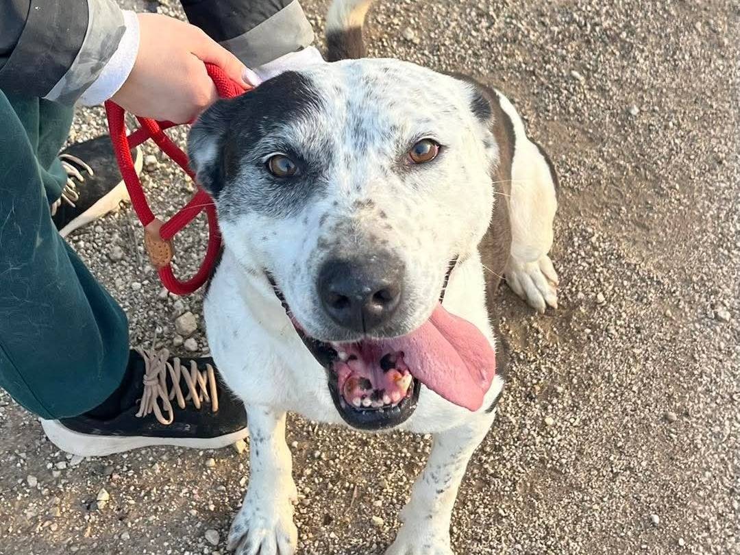 Vuoi adottare un cane a Bari?