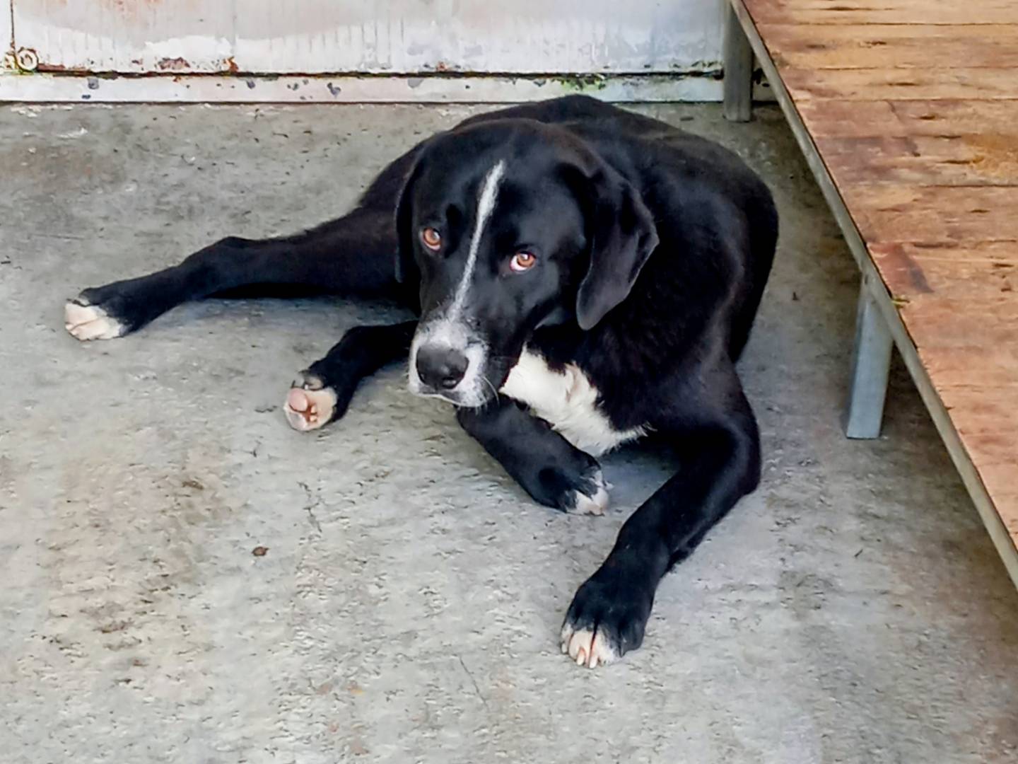 Adotta un cane, taglia media, maschio, Viterbo