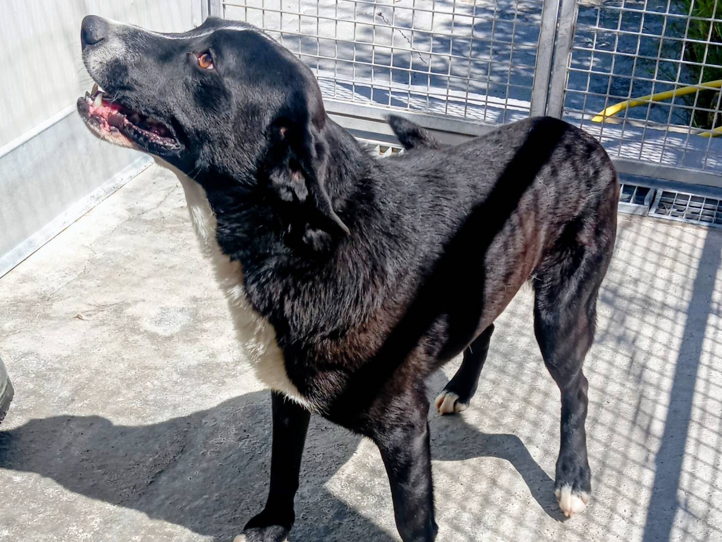 Adotta un cane, maschio, 1 anno e 1 mese, Viterbo