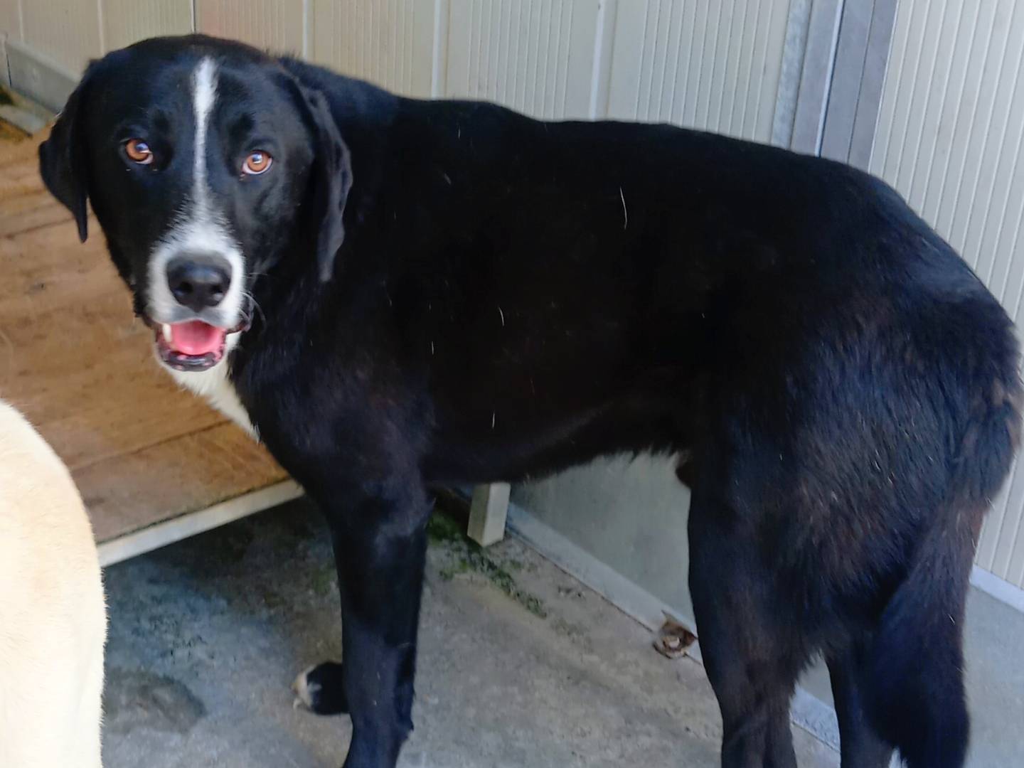 Vuoi adottare un cane a Viterbo?
