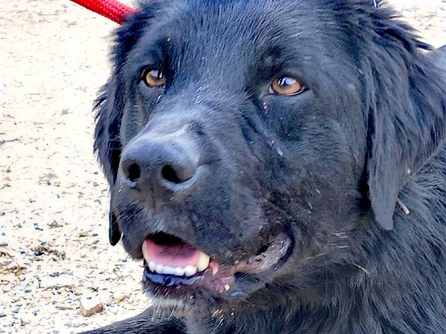 Adozione cane, maschio, Labrador Retriever Pastore australiano, 1 anno e 10 mesi, taglia media, Bari
