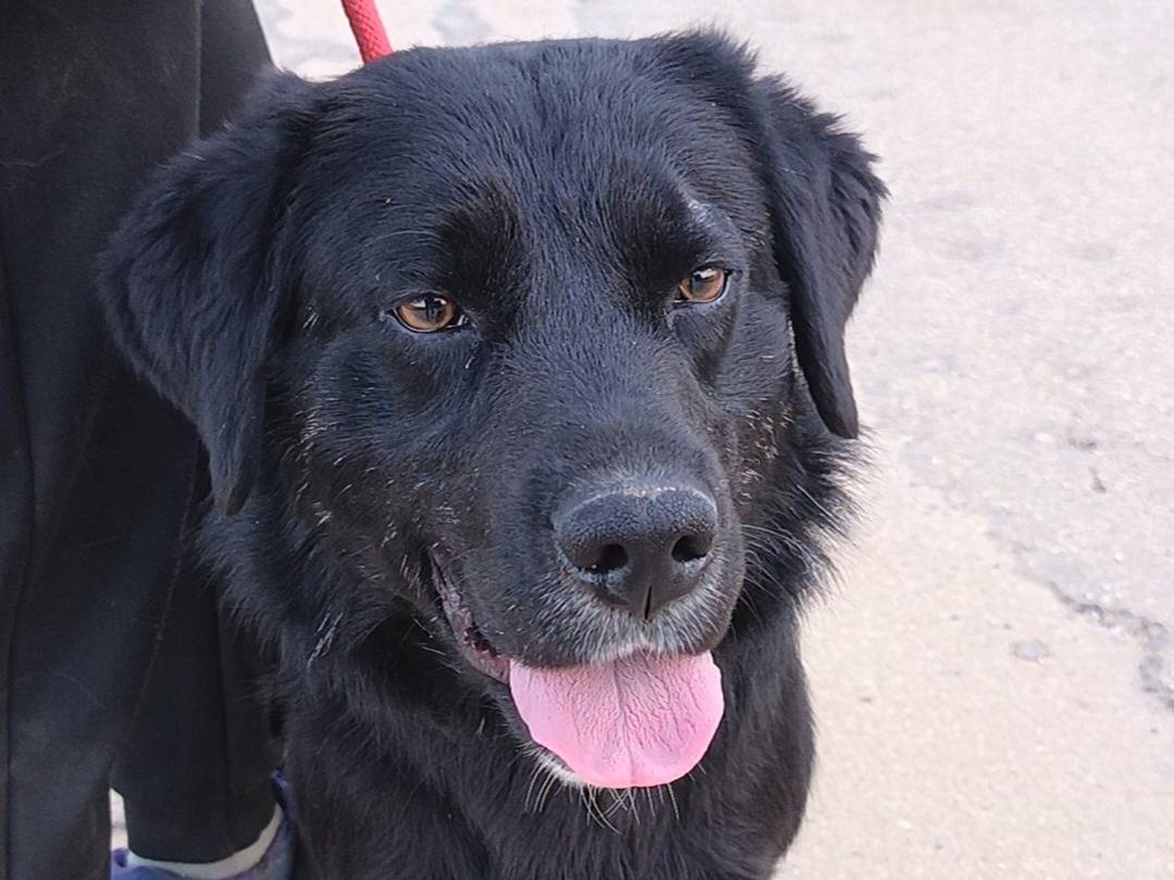 Adotta un cane, maschio, 1 anno e 10 mesi, Bari
