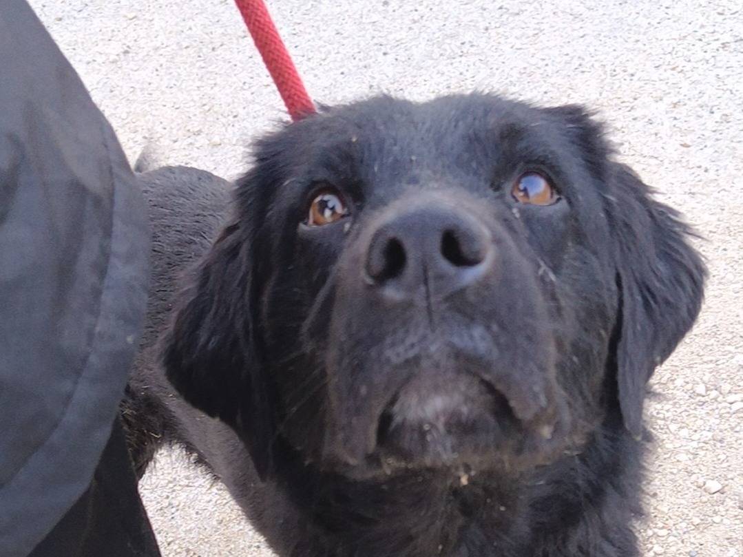 Adotta un cane, taglia media, maschio, Bari