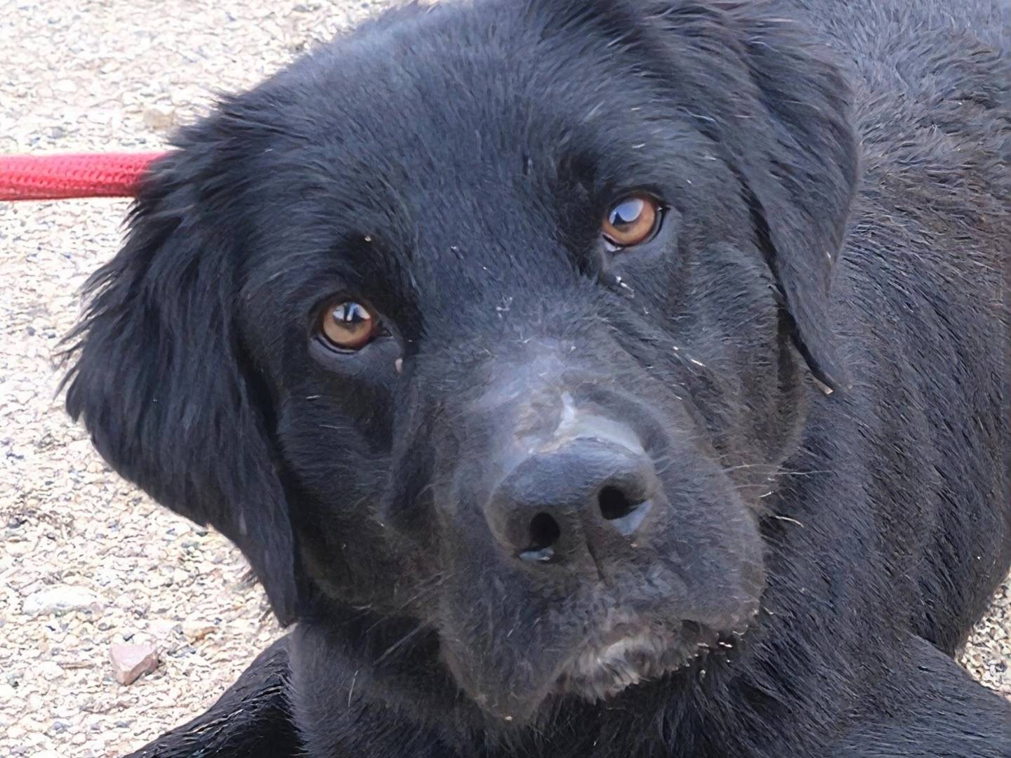Vuoi adottare un cane a Bari?