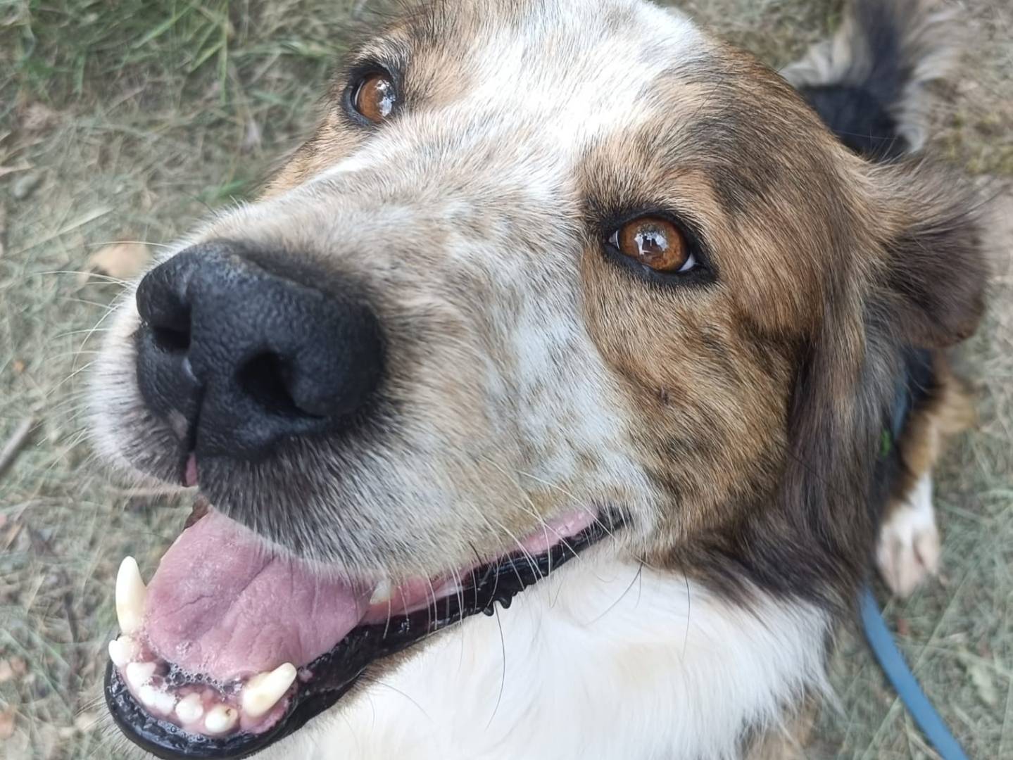 Adozione cane, maschio, Border Collie Segugio, 4 anni e 3 mesi, taglia media, Torino