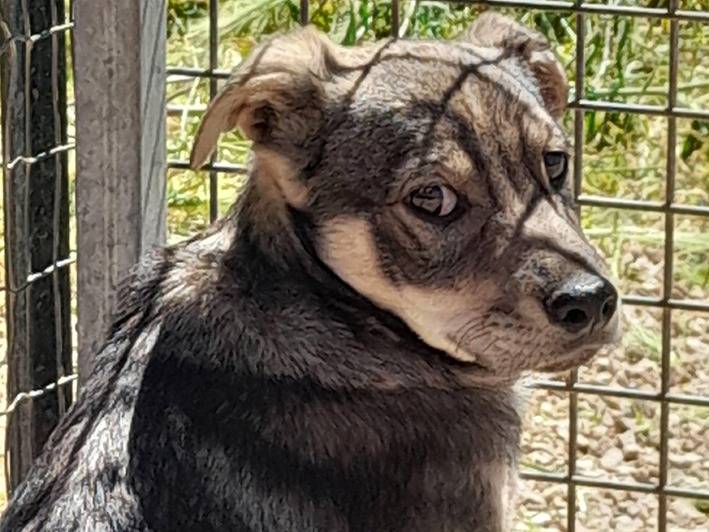 Adozione cane, maschio, Razza sconosciuta Razza sconosciuta, 3 mesi, taglia piccola, Milano