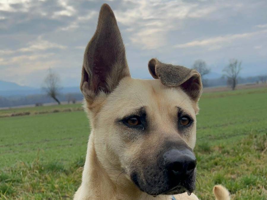 Adozione cane, maschio, Razza sconosciuta Razza sconosciuta, 3 anni e 8 mesi, taglia media, Torino