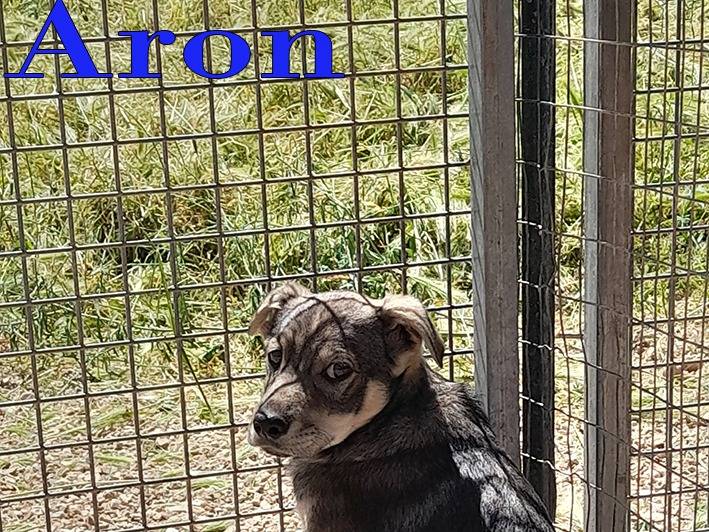 Adotta un cane, taglia piccola, maschio, Milano