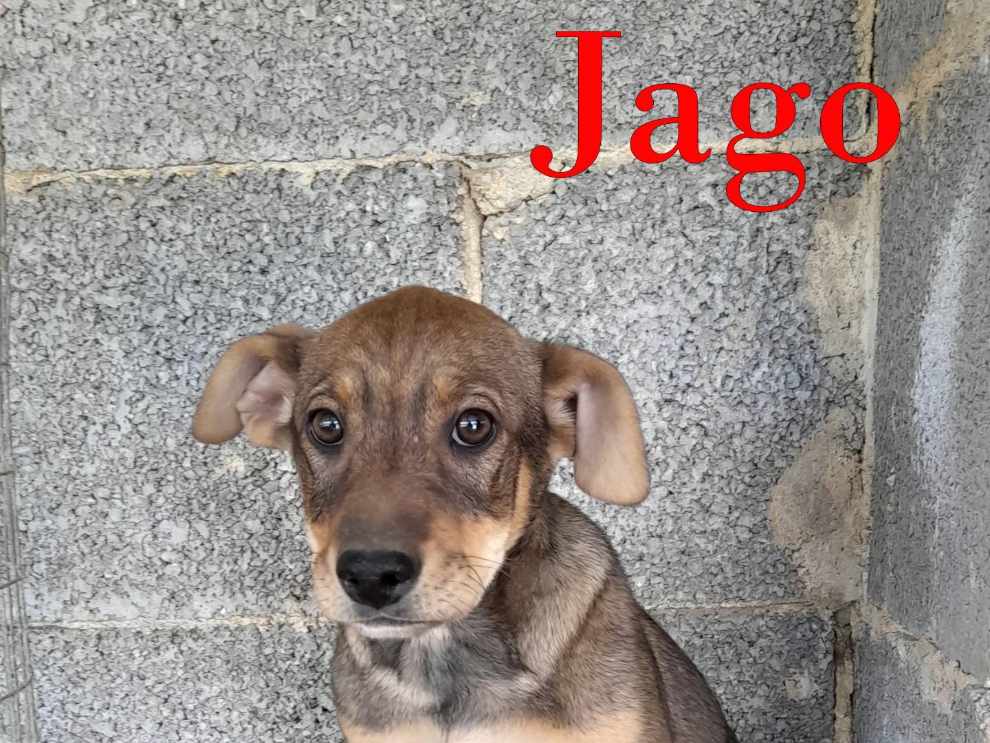 Vuoi adottare un cane a Milano?